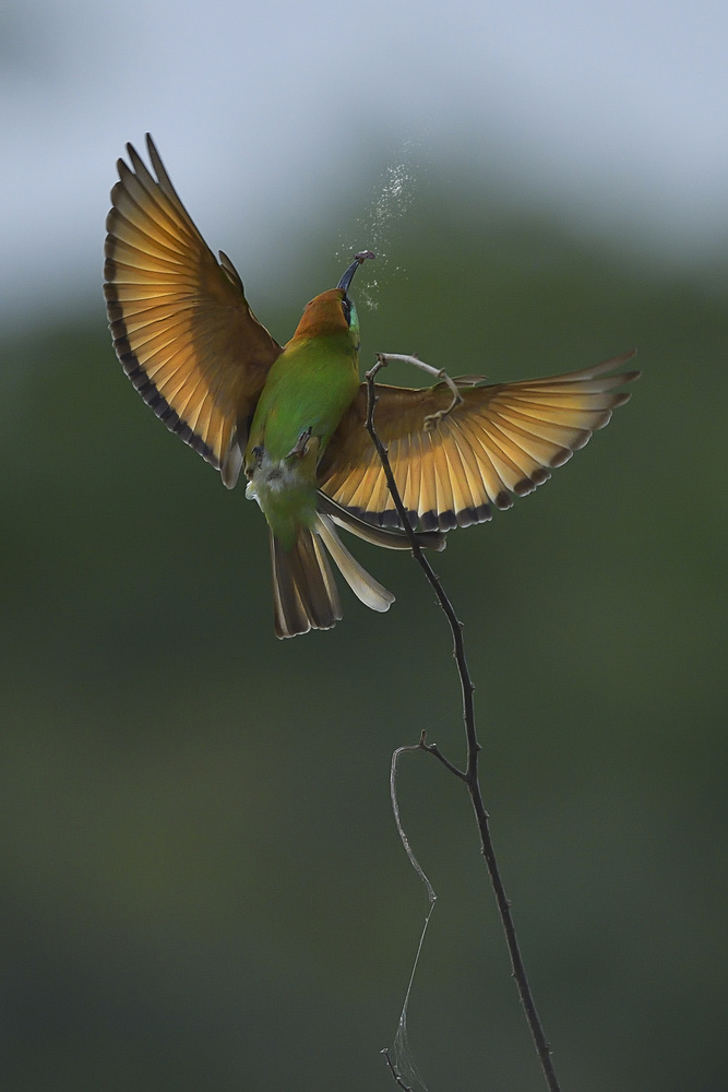 Bee-eater von Dao Tan Phat