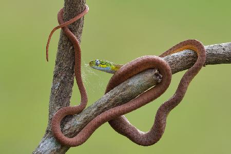 Boiga cyanea