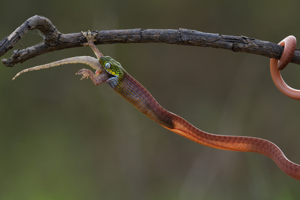 Boiga cyanea von Dao Tan Phat