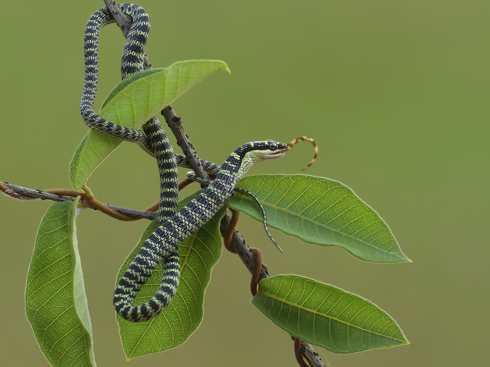 Chrysopelea ornata von Dao Tan Phat