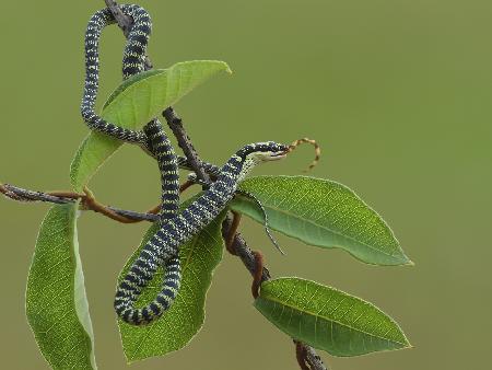 Chrysopelea ornata