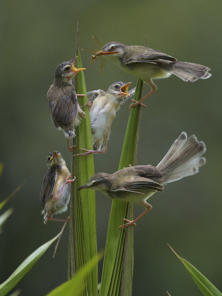 Plain Prinia von Dao Tan Phat