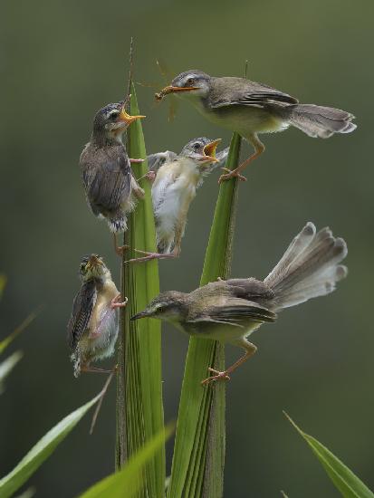 Plain Prinia