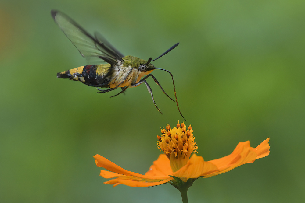 Fly von Dao Tan Phat