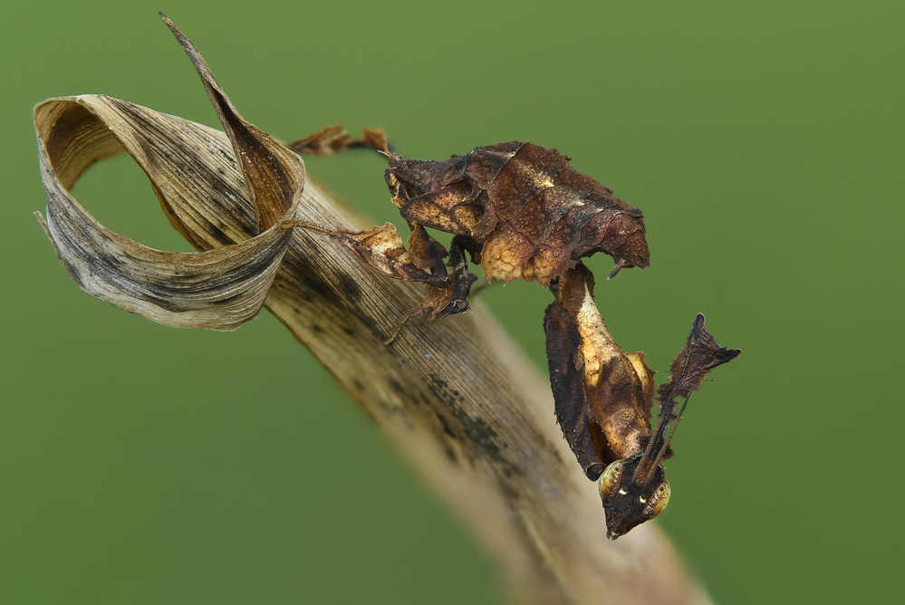 Ghost mantis von Dao Tan Phat