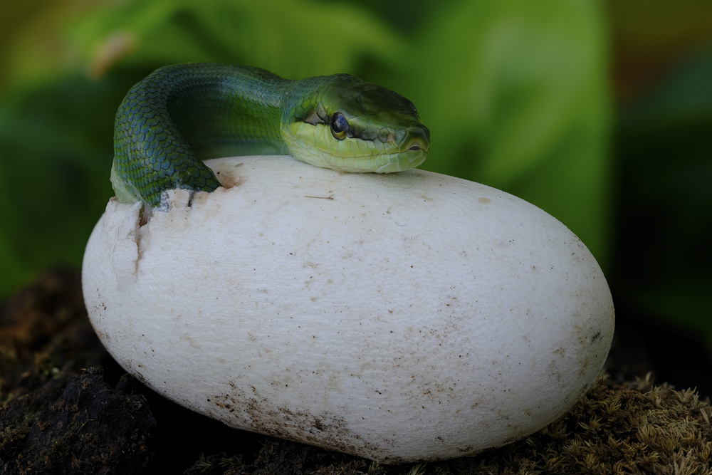 Gonyosoma oxycephalum hatching von Dao Tan Phat