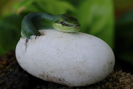 Gonyosoma oxycephalum hatching