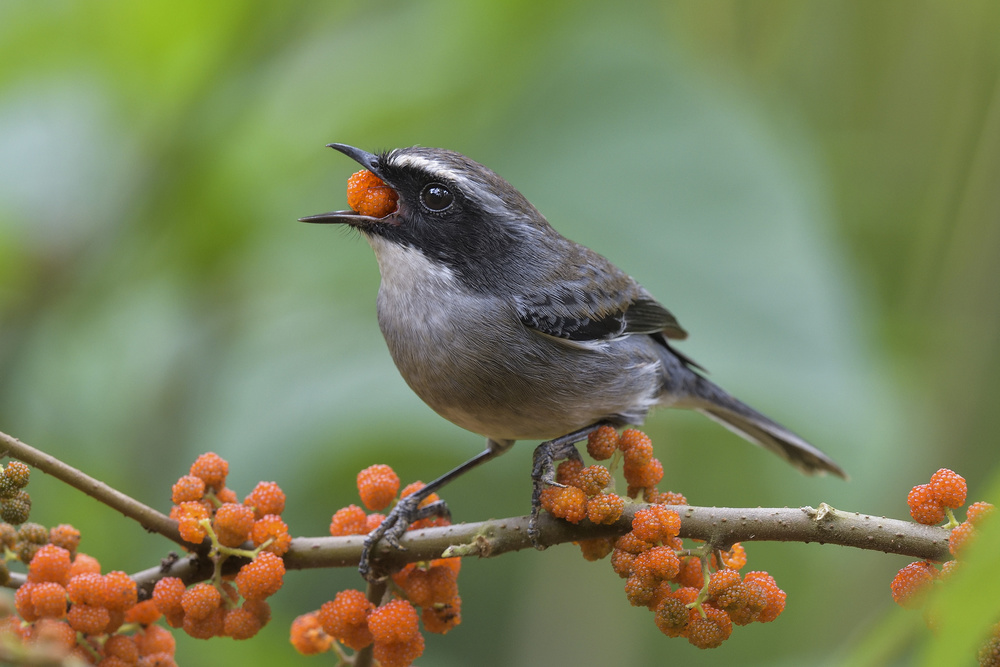 Grey Bushchat von Dao Tan Phat