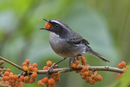 Grey Bushchat