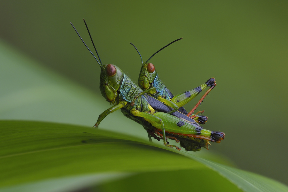 Grasshopper von Dao Tan Phat