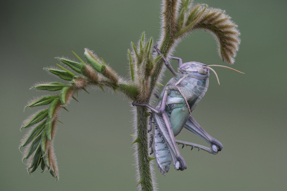 Grasshopper von Dao Tan Phat