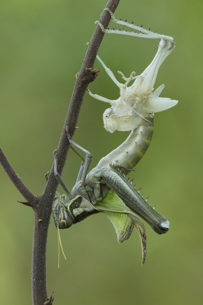 Grasshopper molting von Dao Tan Phat