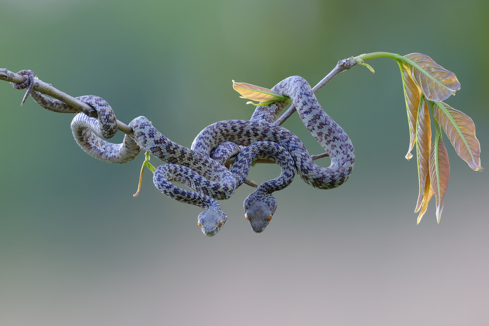 Hon Son Pit Viper von Dao Tan Phat