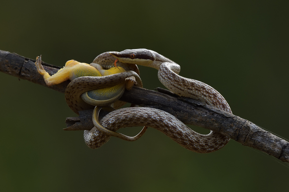 rhino rat snake von Dao Tan Phat