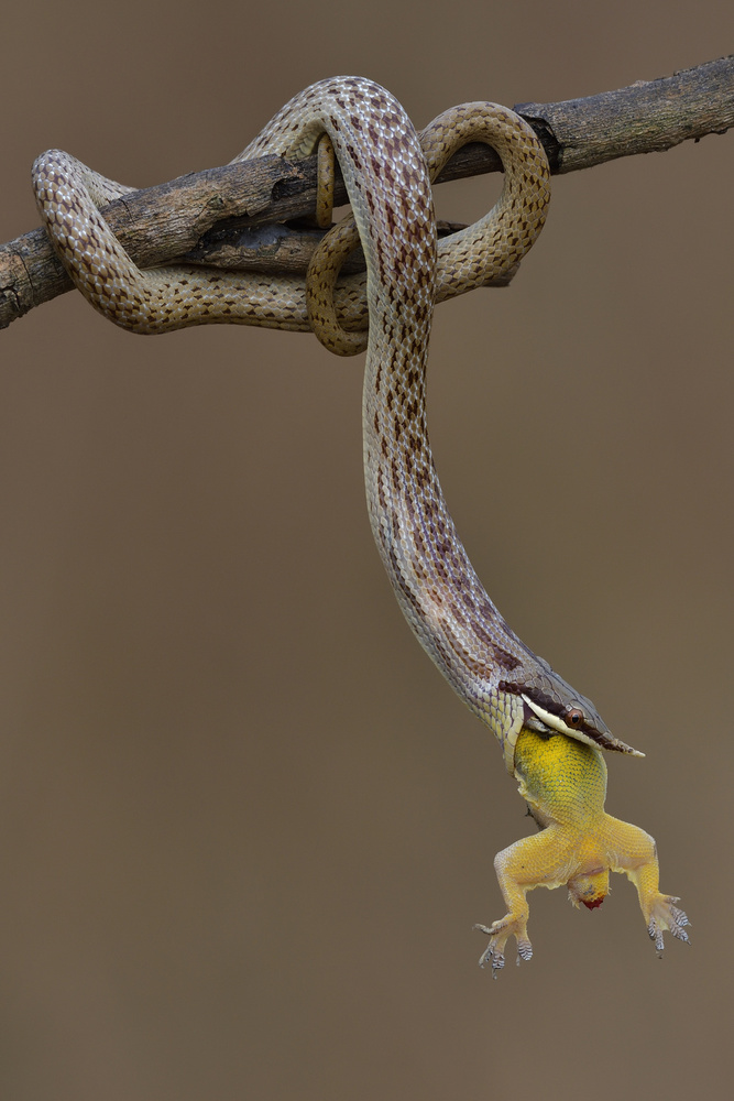 rhino rat snake von Dao Tan Phat