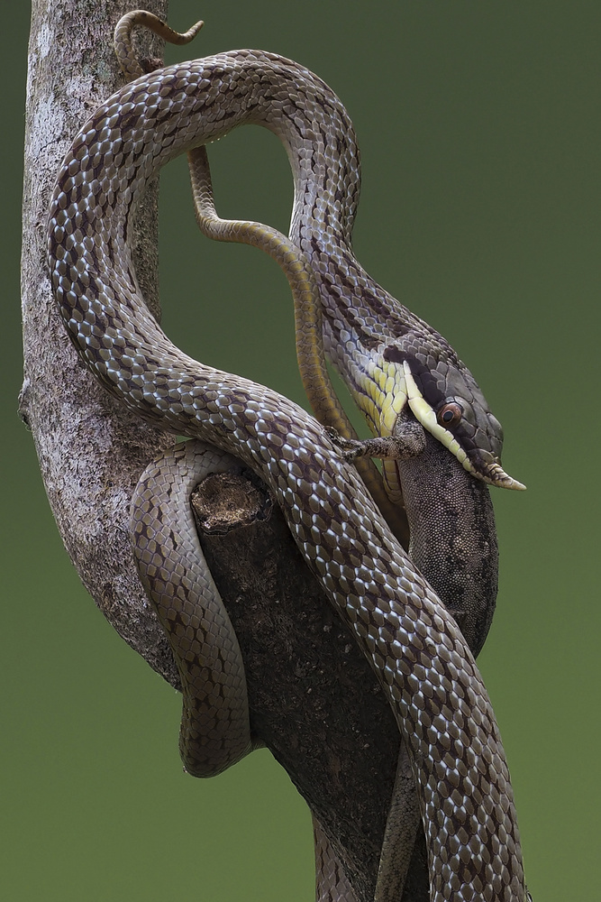 Rhino rat snake von Dao Tan Phat