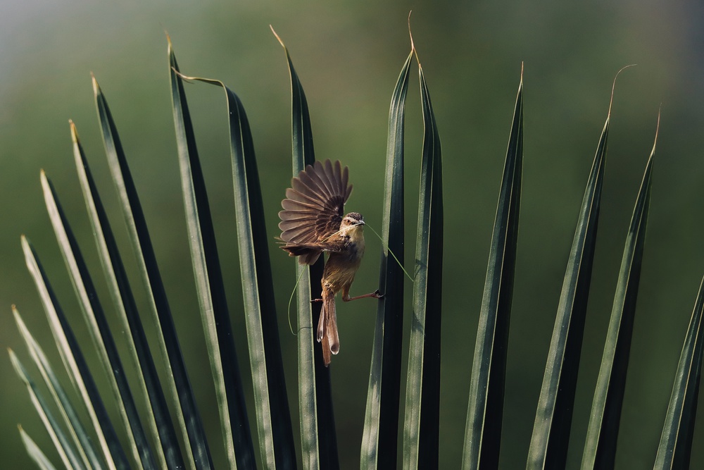 Prinia von Dao Tan Phat