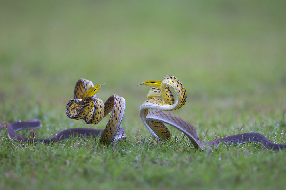 snake in vietnam von Dao Tan Phat