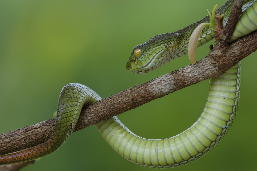 Snake in vietnam von Dao Tan Phat