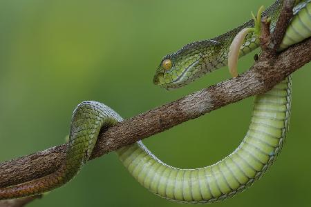 Snake in vietnam