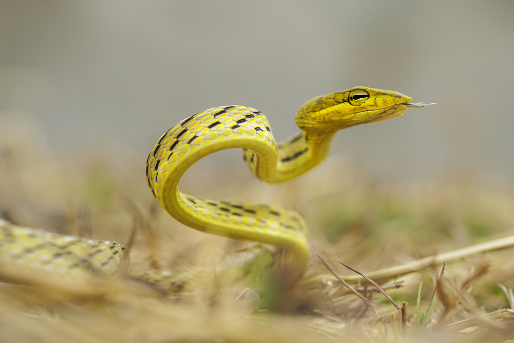 Snake in vietnam von Dao Tan Phat