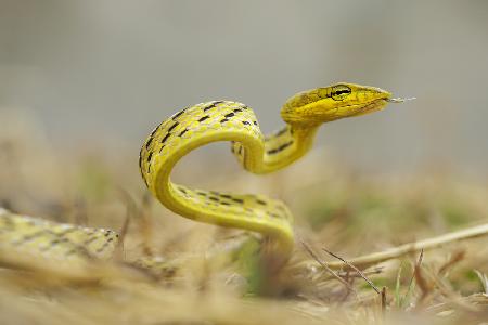 Snake in vietnam