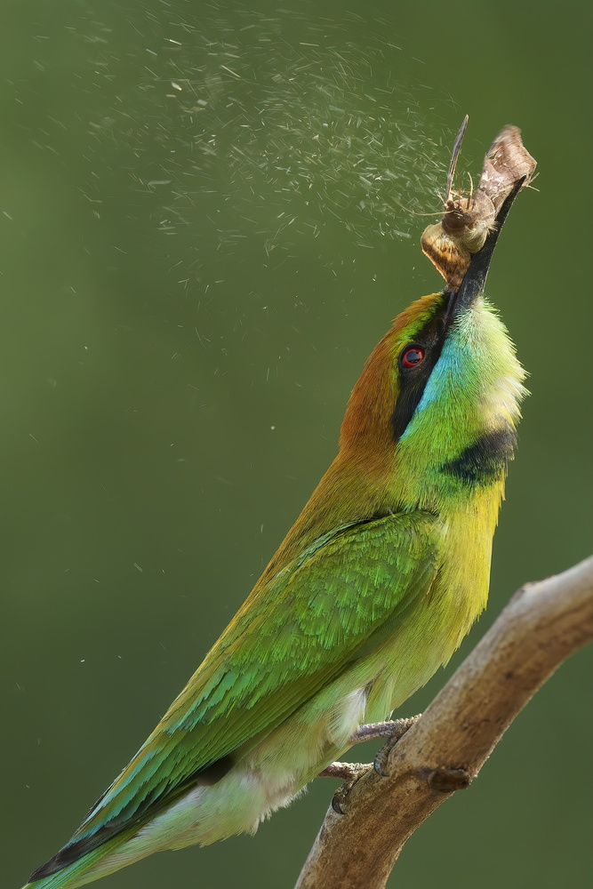 Dust in the Wind von Dao Tan Phat