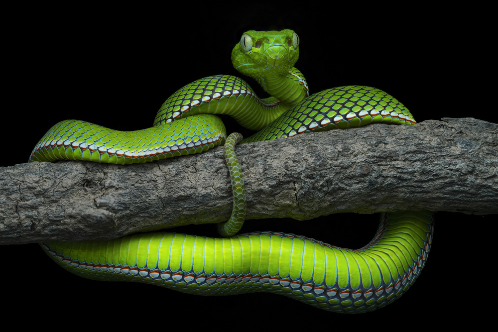 Trimeresurus vogeli von Dao Tan Phat