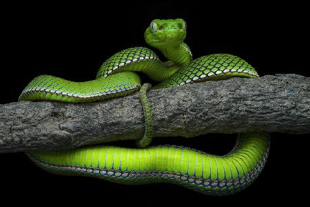 Trimeresurus vogeli