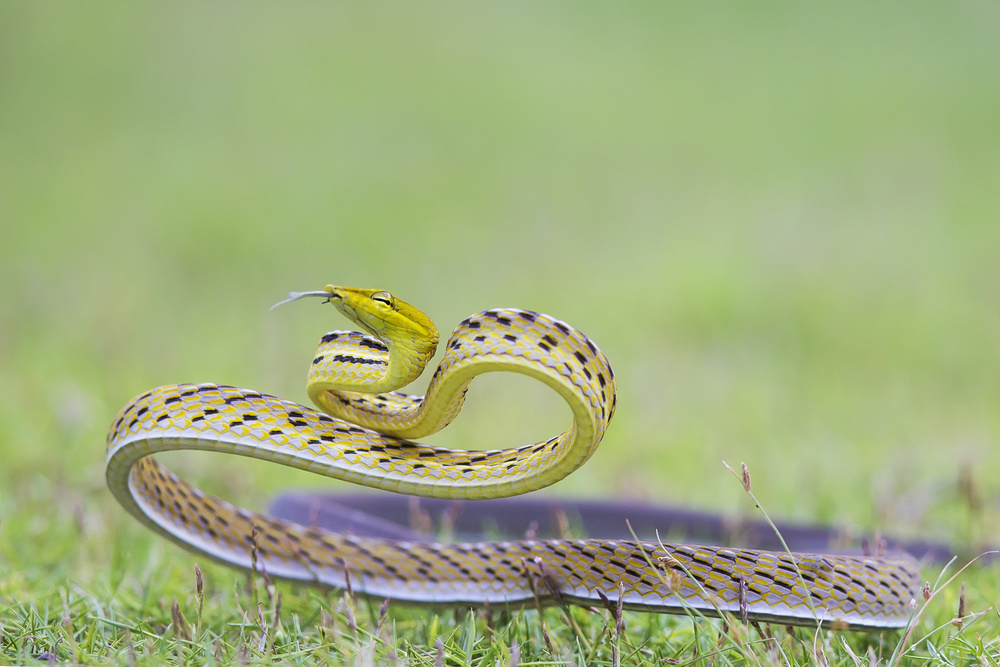 Vine snake von Dao Tan Phat