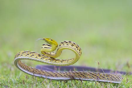 Vine snake