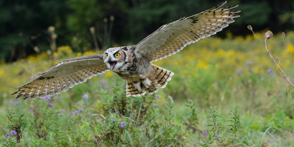 Spread Your Wings and Fly von Darlene Hewson