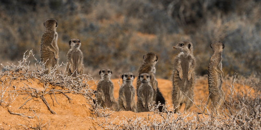 Family Portrait von Darlene Hewson