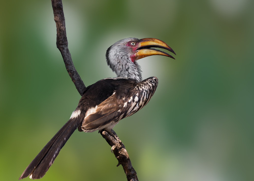 Yellow-Billed Hornbill von Darlene Hewson