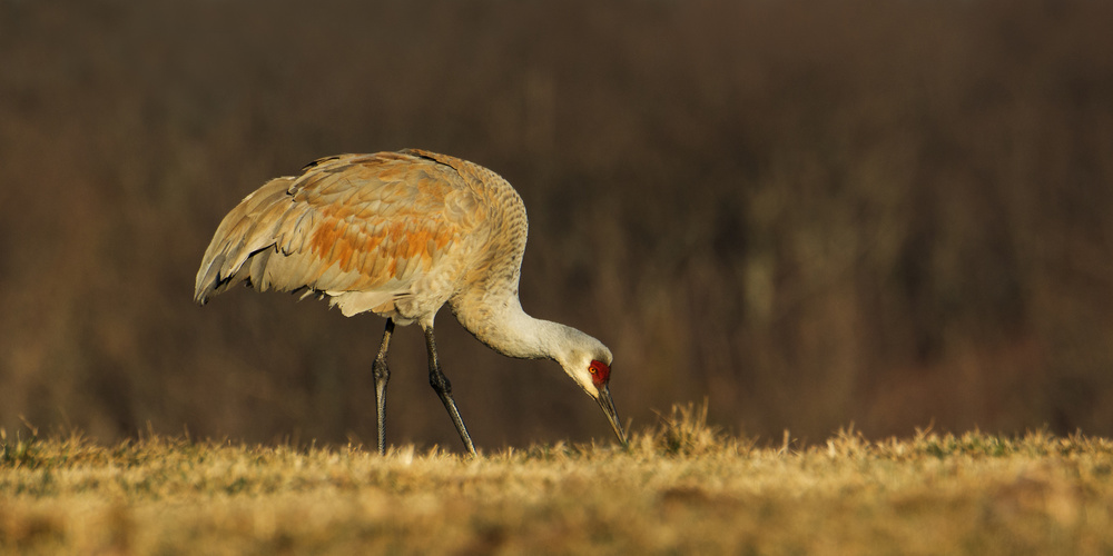 Sandhill Crane von Darlene Hewson