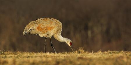 Sandhill Crane