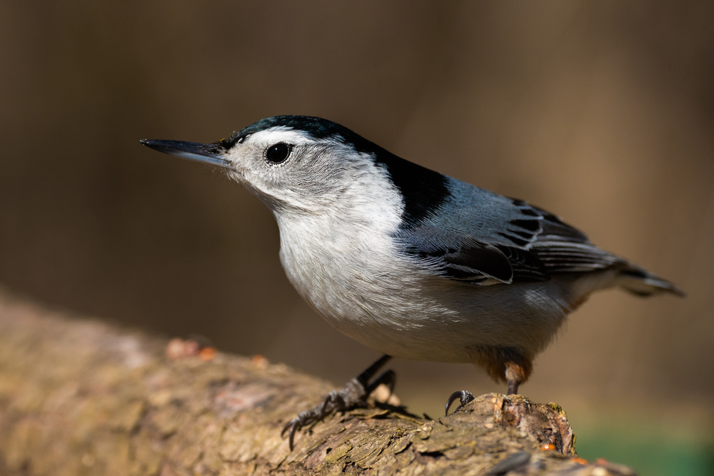 Nut-hatch von Darlene Hewson