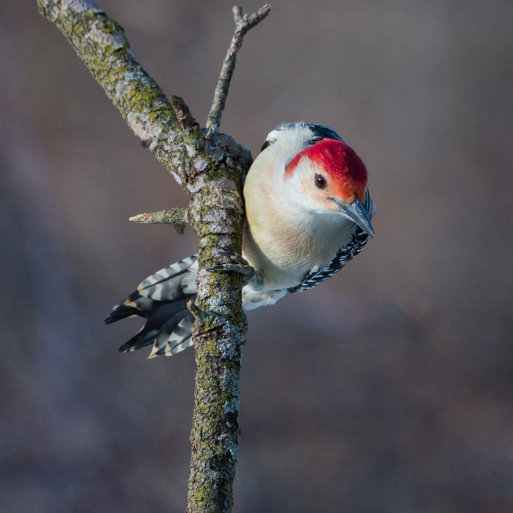 Male Red Bellied Woodpecker von Darlene Hewson