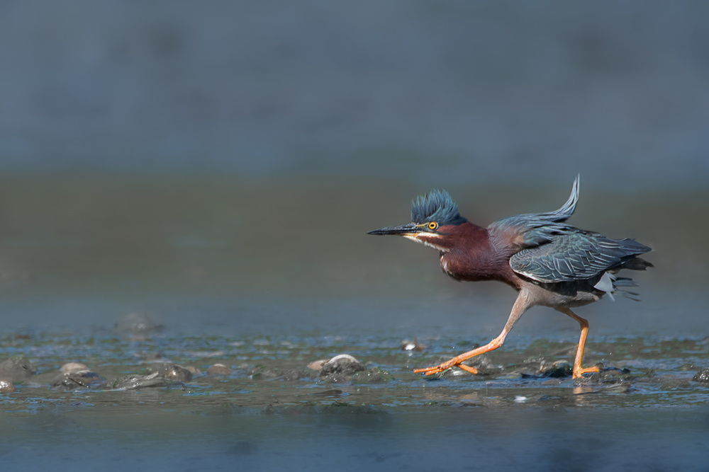 Strutting In Stealth Mode von Darlene Hewson