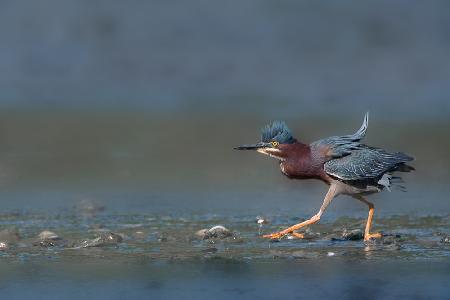 Strutting In Stealth Mode