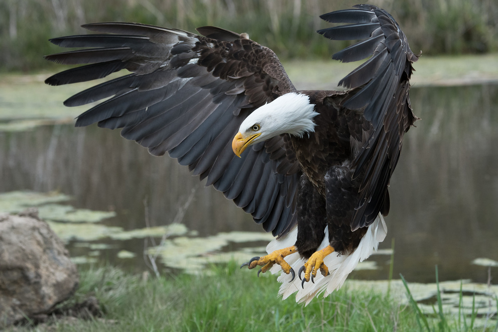 Bald Eagle von Darlene Hewson