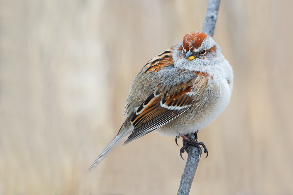 Too Fat To Fly? von Darlene Hewson