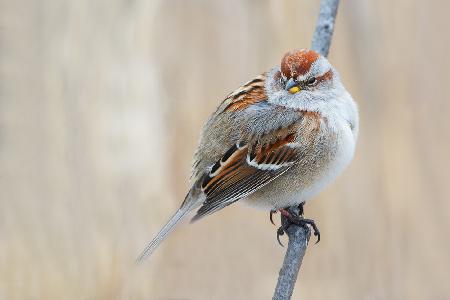 Too Fat To Fly?