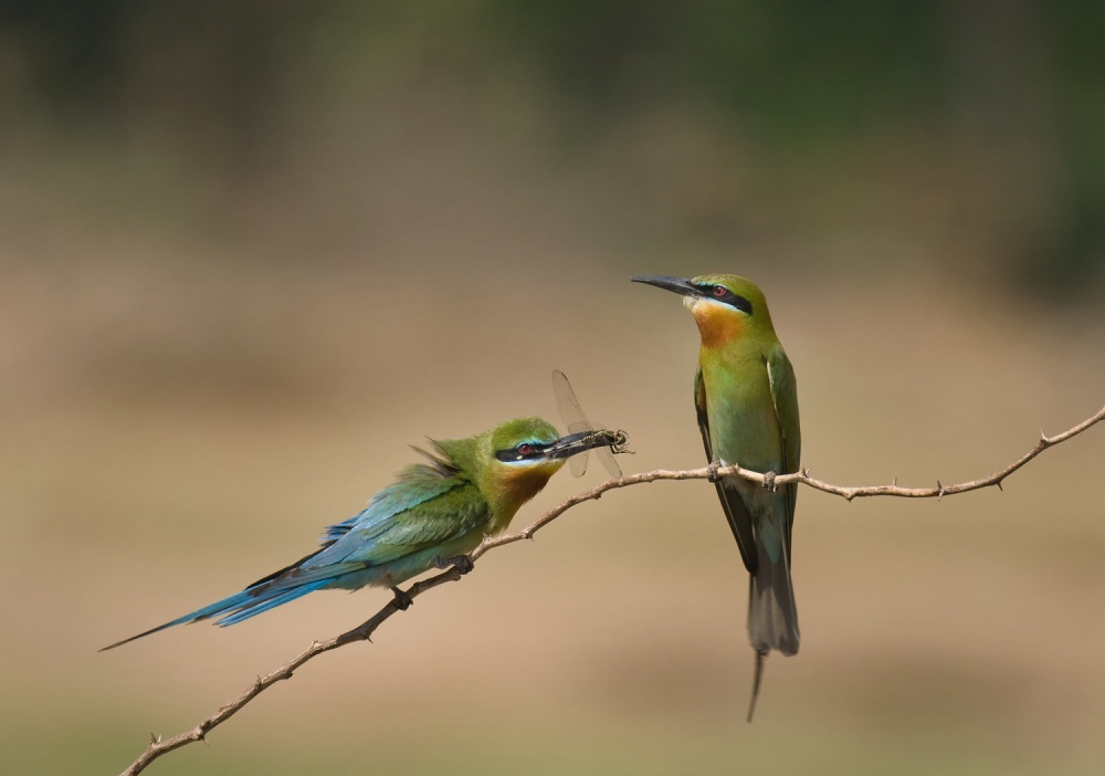 Courting von Datta Prasad