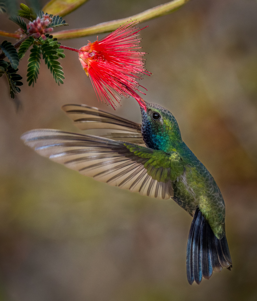 Natures color palette von Dave Lehneman