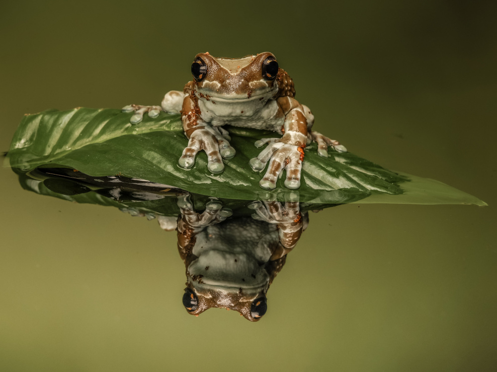 Amazon Milk Frog von David Bennion