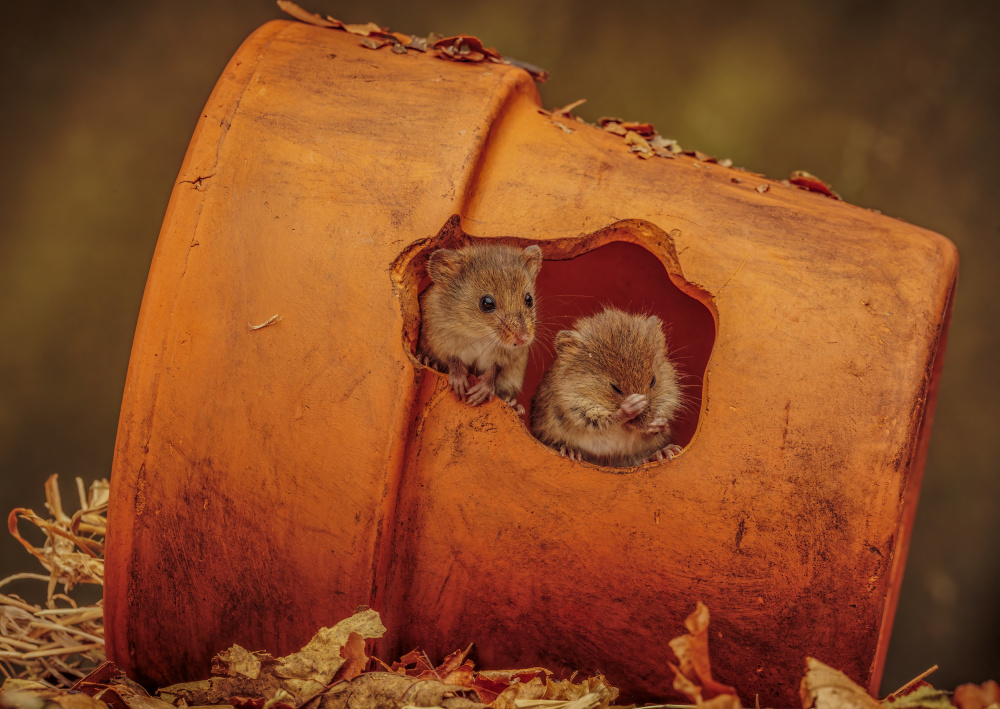 Harvest Mice in plant pot von David Bennion