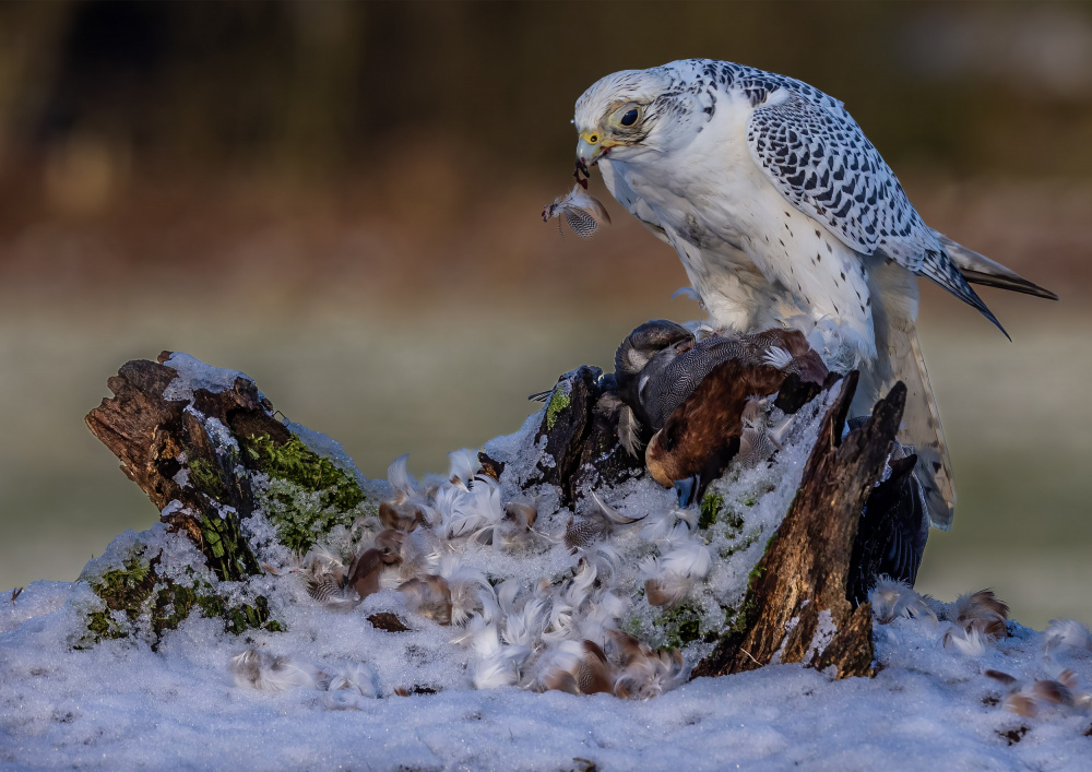 Gyr Falcon von David Bennion