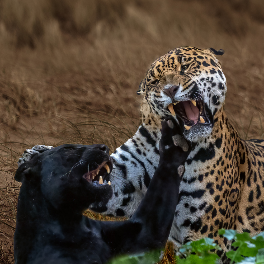 Panther versus Jaguar von David Bennion