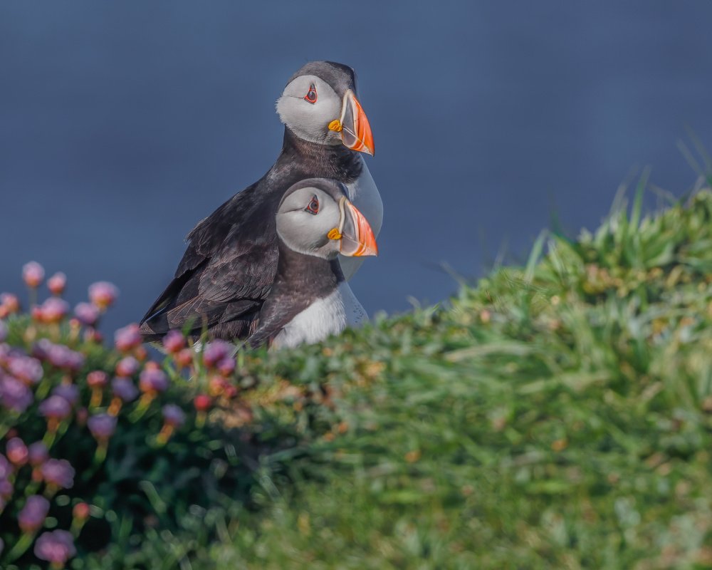 Atlantic Puffins von David Bennion